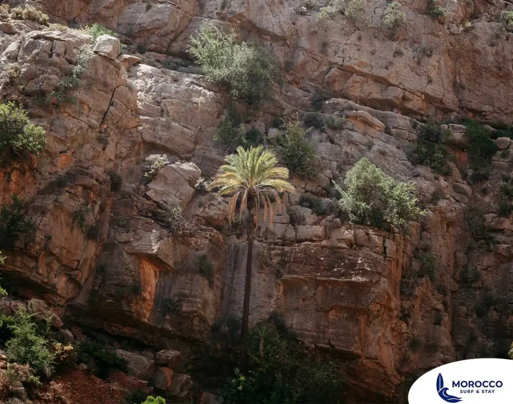A single, resilient palm tree with green fronds stands tall against a steep, weathered cliffside in Paradise Valley, Morocco. The rocky face of the cliff is marked with different shades of brown and tan, with scattered green shrubs growing from its crevices, highlighting the contrast between the arid rock and the vibrant desert life.