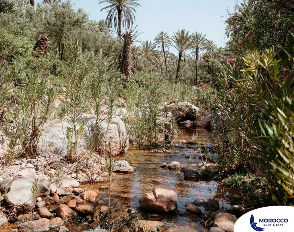 A sunlit stream flows over rocks in Paradise Valley, a stunning natural oasis near Agadir, Morocco. The scene is filled with vibrant green foliage and framed by tall palm trees, capturing the tranquility and lush beauty of this popular hiking and swimming destination.