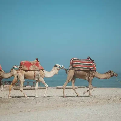 Beyond the Waves A Guide to Morocco’s Iconic Cities